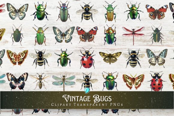 Download Vintage Bugs Clipart Transparent PNGs - Premium Bundle